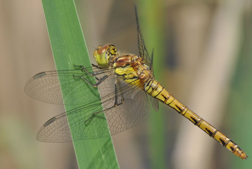 Parliamo di: Scheda Sympetrum striolatum